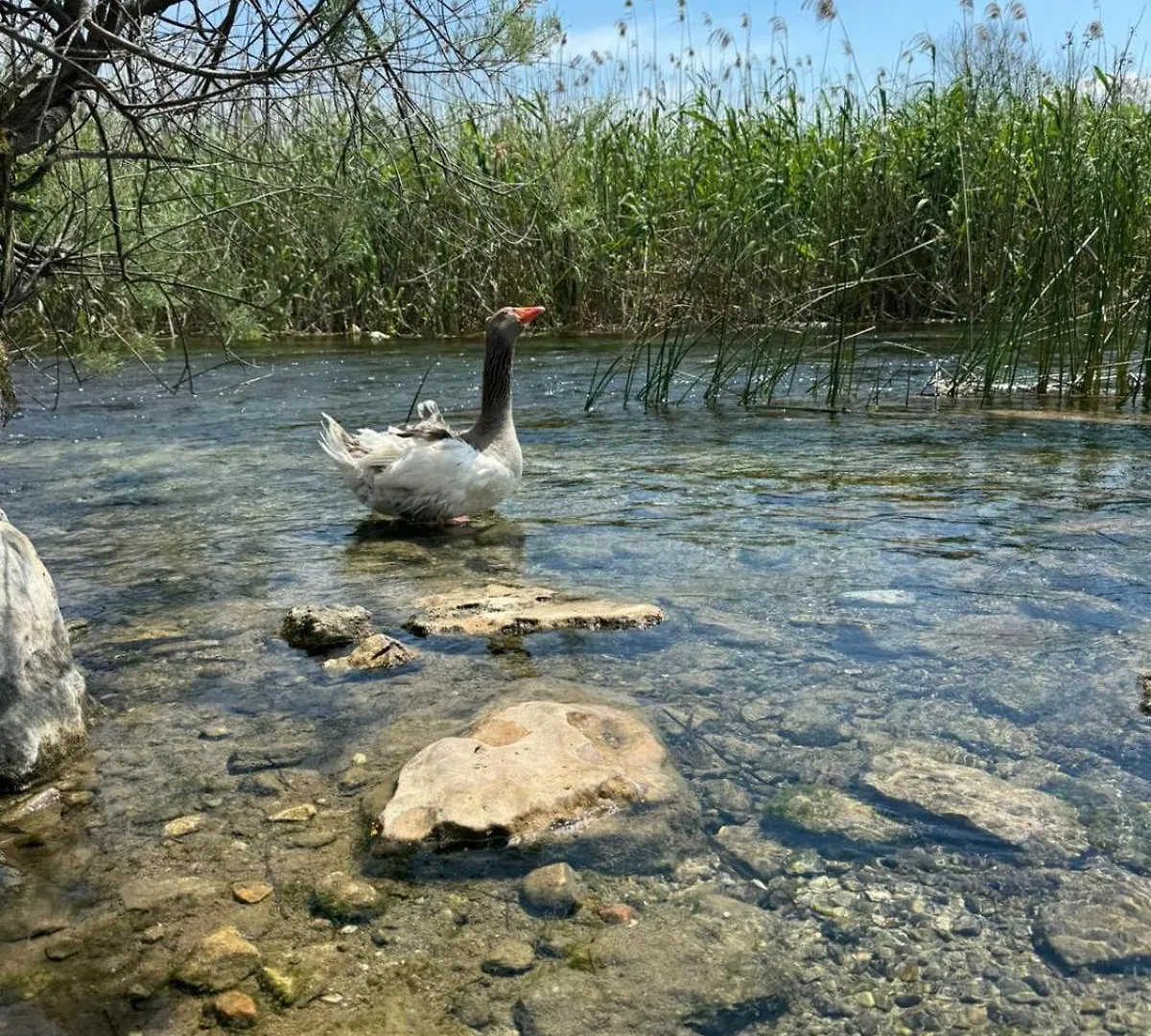 The Dalaman Suites & Pansiyon
